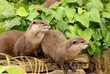 A pair of European Otters
