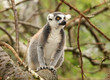 Portrait of a Ring Tailed Lemur