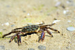 Crab on the beach Crab on the beach