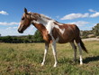 Caballo en La Losa (Segovia)