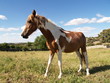 Caballo en La Losa (Segovia)
