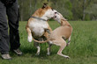 kämpfende Hunde