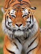 Portrait of a Siberian Tiger