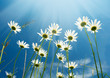 White daisies on blue sky background.