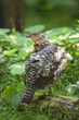 Auerhuhn