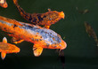 Koi Karpfen Koi Karpfen