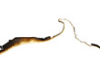 burned paper