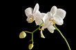 White orchid (Phalaenopsis)