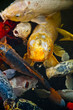 Koi fish in water, high angle view