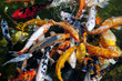 Koi fish in water, high angle view