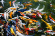 Koi fish in water, high angle view