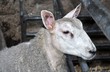 Young sheep in pen