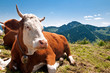 Kuh auf bayerischer Alm Kuh auf bayerischer Alm