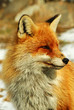 red fox