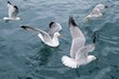 active sea gulls seagulls over blue sea ocean active sea gulls seagulls over blue sea ocean