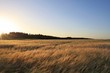 Sonnenuntergang Kornfeld