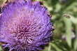 Artischockenblüte
