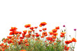 Red poppies