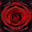 Rose Rose
