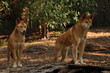 AUS-Dingo3