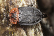 Red-breasted carrion beetle (Oiceoptoma thoracicum)