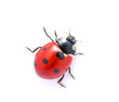 Ladybug  on  white