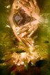 fish spa fish spa
