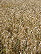 Champ d'orge Champ d'orge