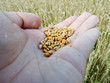 Grains d'orge