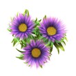 flowers purple