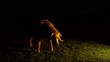 Dog Evening Casting