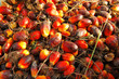 seed of oil palm, thailand seed of oil palm, thailand