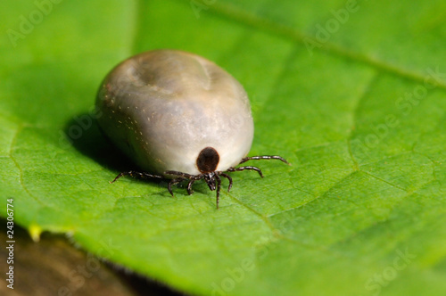 Foto: Zecke auf Blatt Zecke auf Blatt