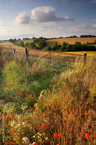 Photo: Summer evening, Cranborne Chase, Dorset, UK Summer evening, Cranborne Chase, Dorset, UK
