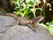 Australian Water Dragon in Barron Gorge - Queensland