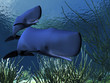 SPERM WHALES