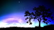 Night sky and tree loop Night sky and tree loop