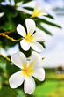 Desert Rose Flowers.