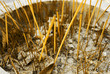 Incense sticks