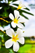 Desert Rose Flowers.