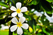 Desert Rose Flowers.