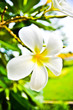 Desert Rose Flowers.