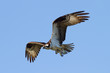 Fish Hawk