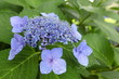 hydrangea / アジサイ (東京・上野不忍池)