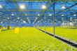 The the border of bunching lettuce in glasshouse
