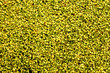Lemna and other small organisms that live in it