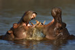 Fighting Hippo's