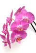 orchid orchid