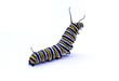 Caterpillar