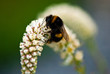 Bumblebee